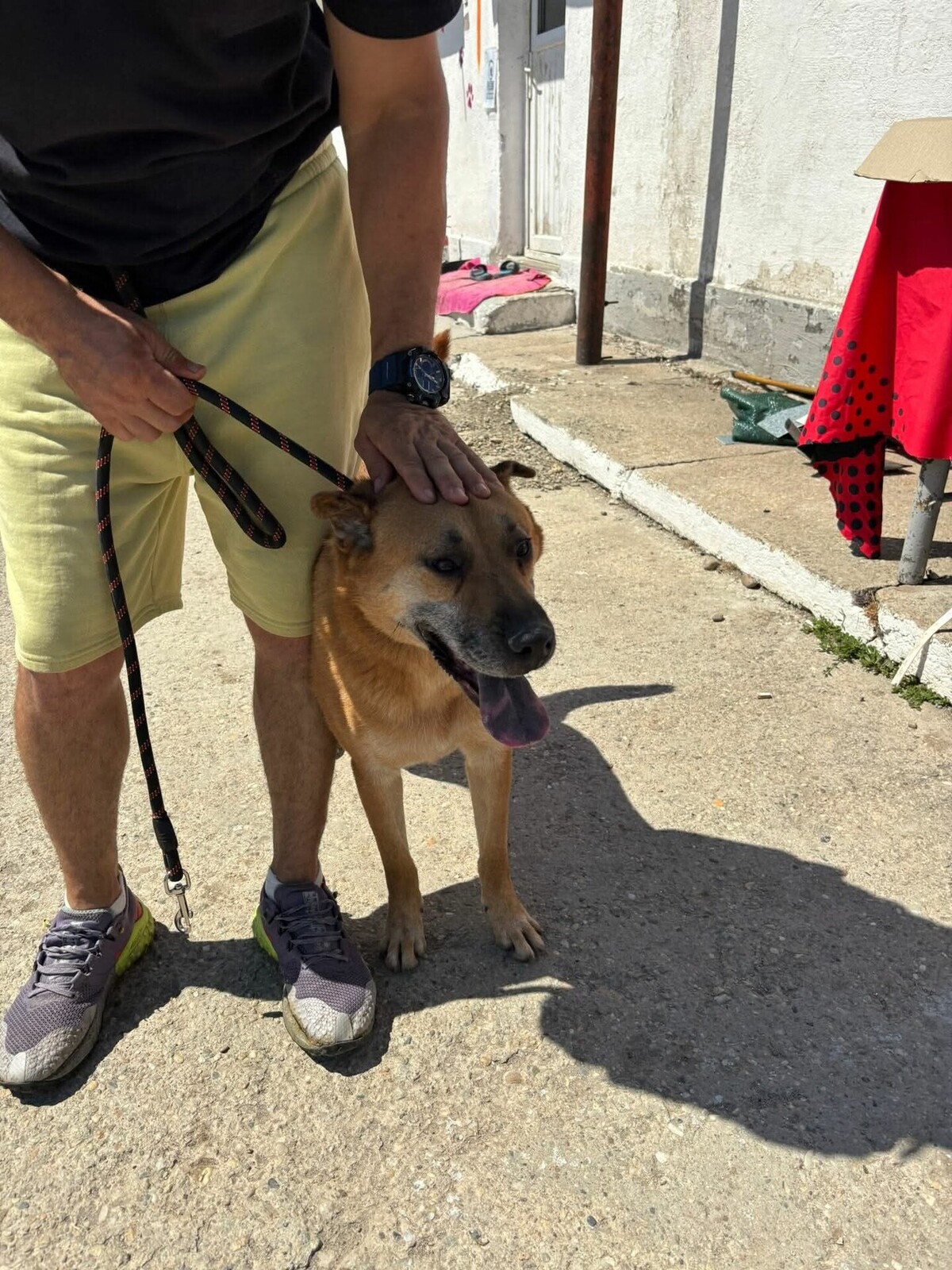 Adoption Kolanta