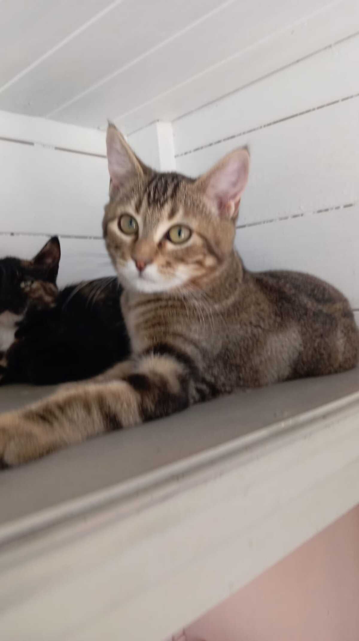 Adoption Calisson