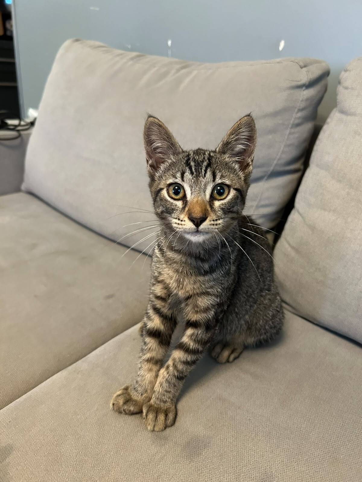 Adoption LUCKY