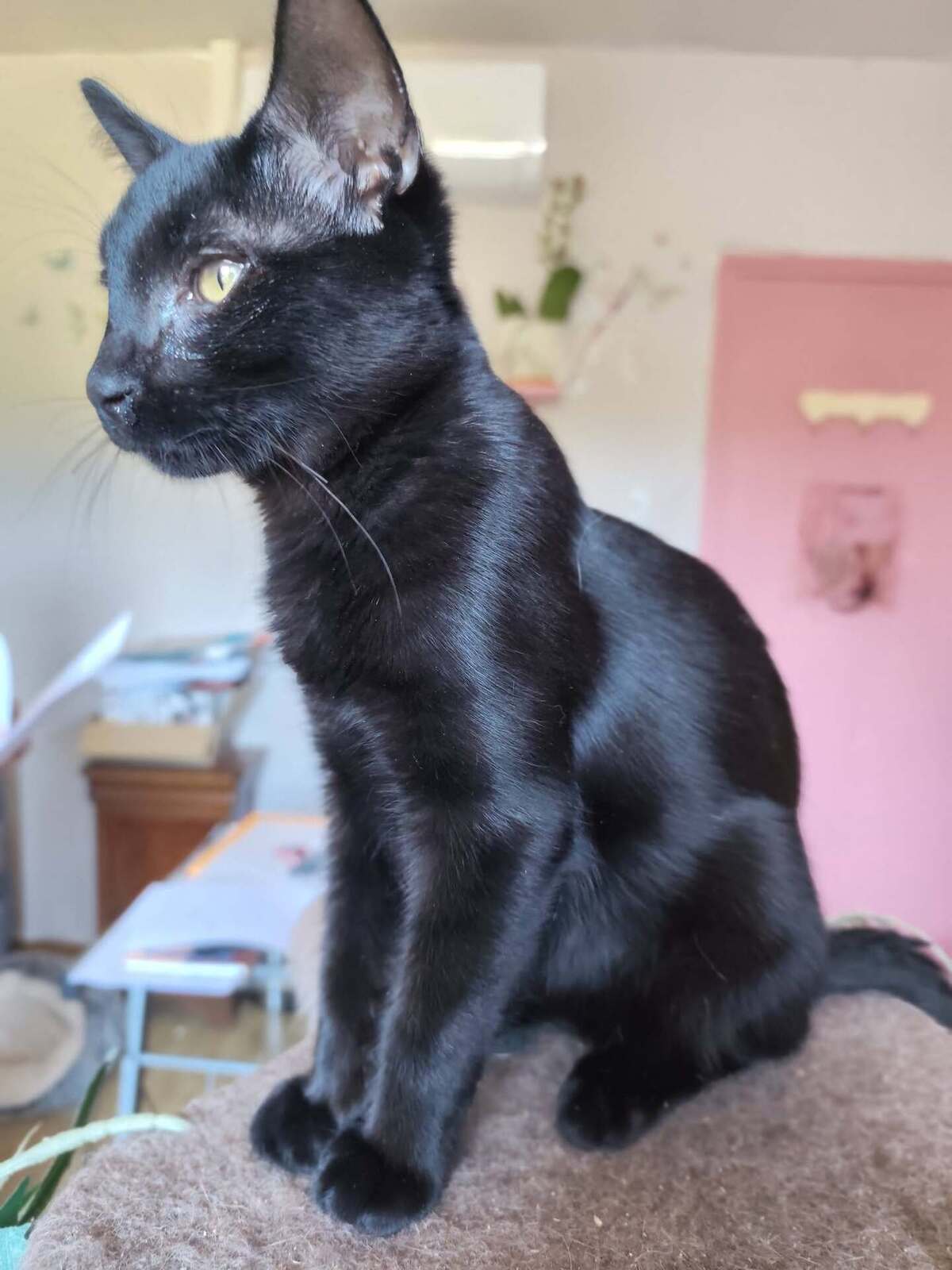 Adoption Buternut 