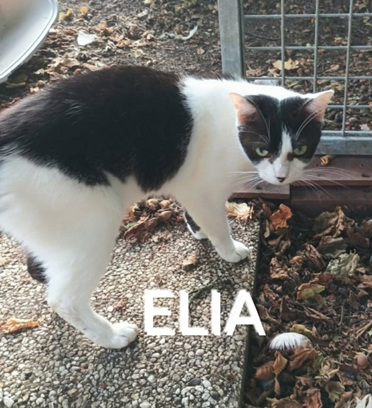 Adoption Elia