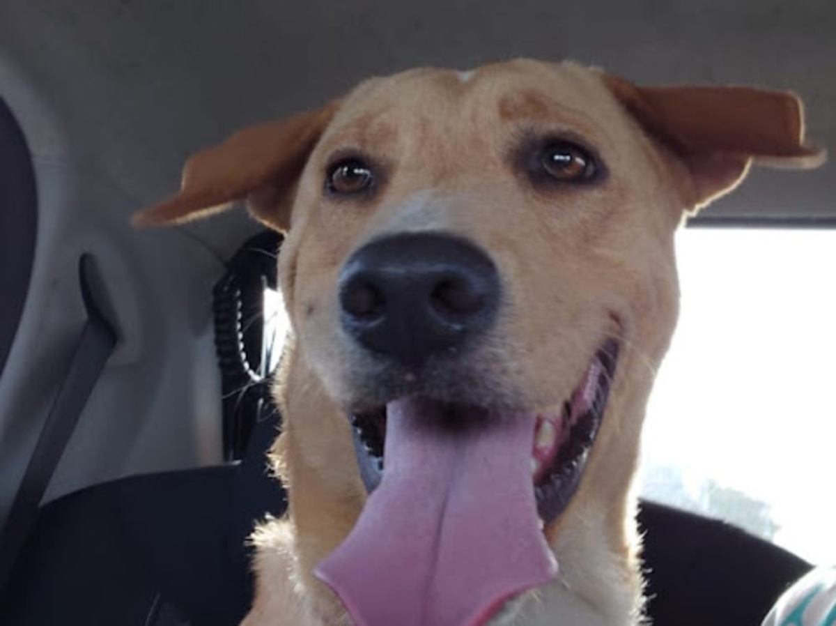 Adoption Kiko