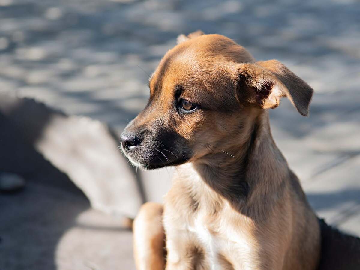 Adoption Samie