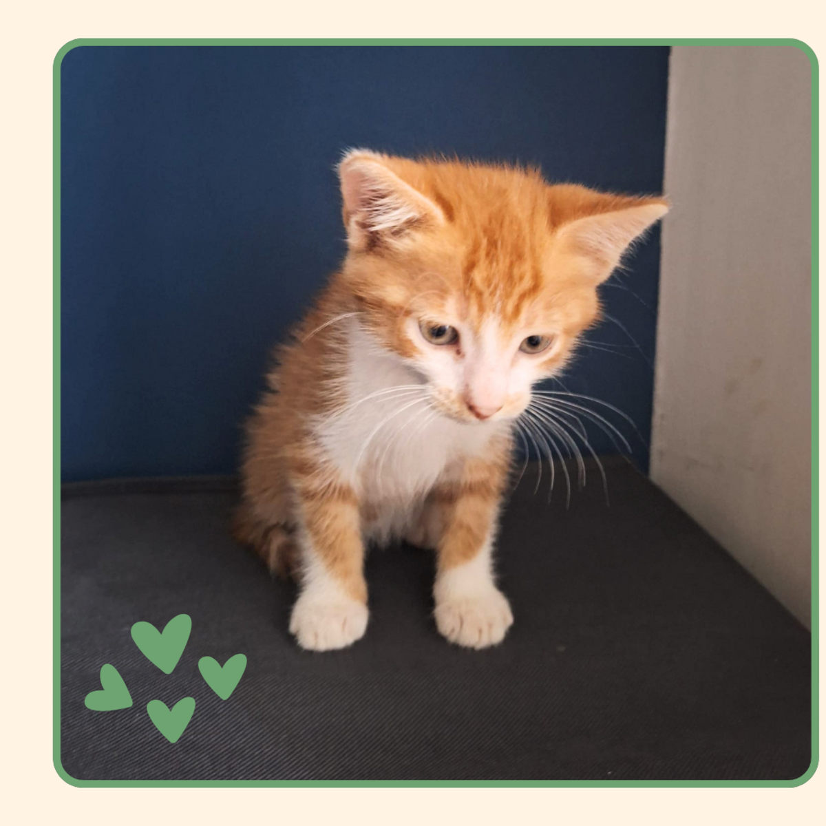 Adoption Ivar