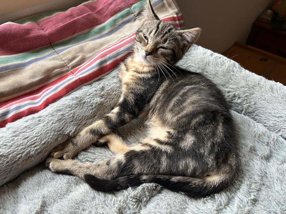 Adoption TIGRESSE
