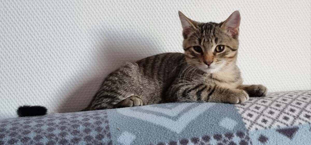 Adoption Brise