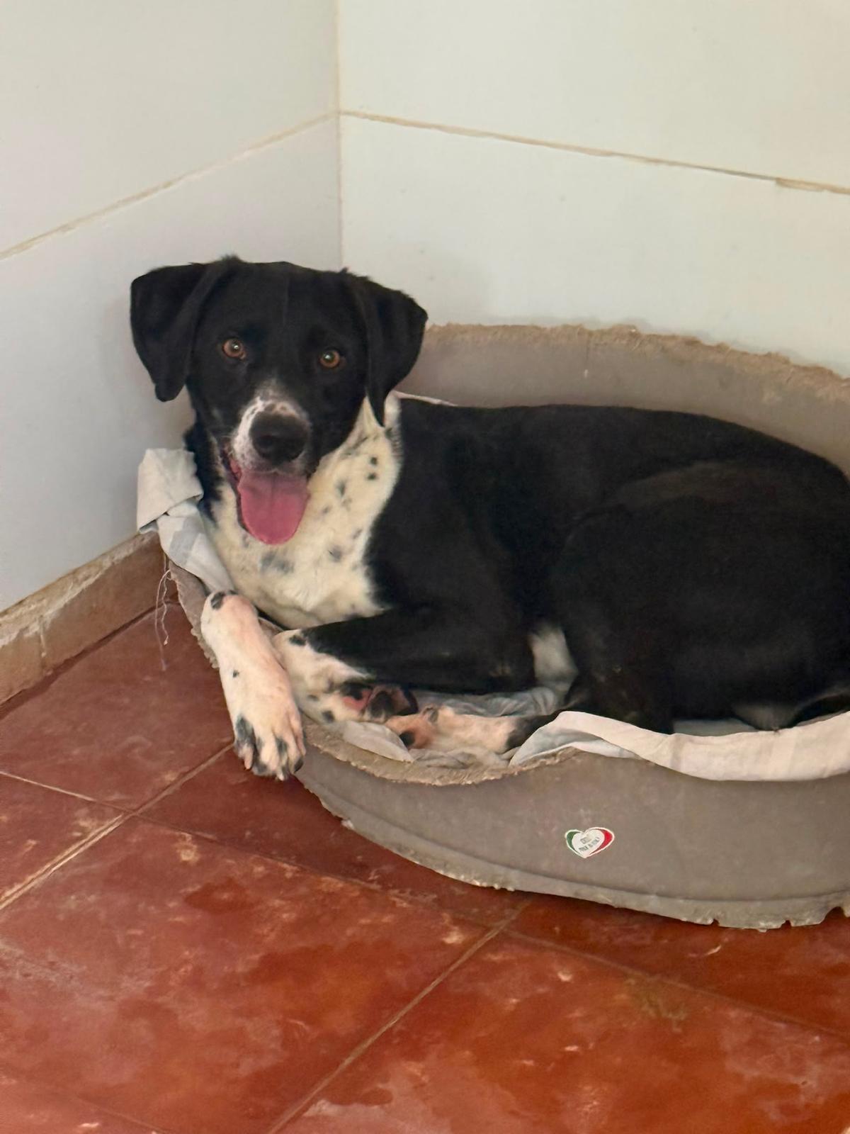 Adoption Morgan