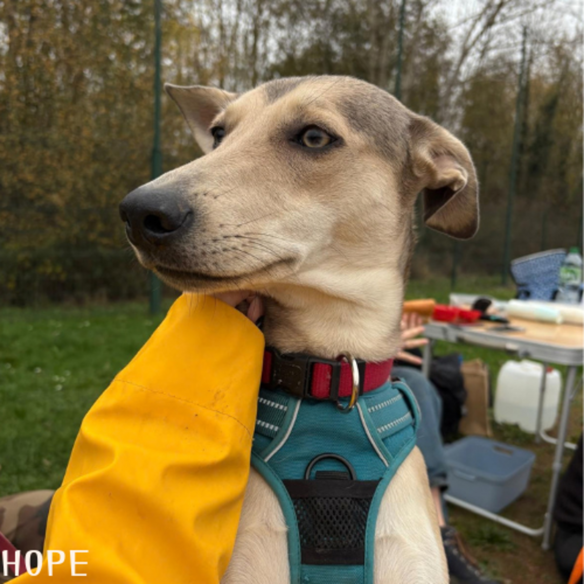 Adoption Bella et Hope