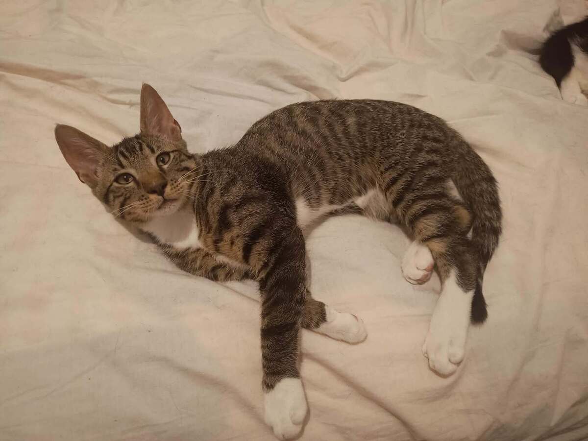 Adoption BOGOSS
