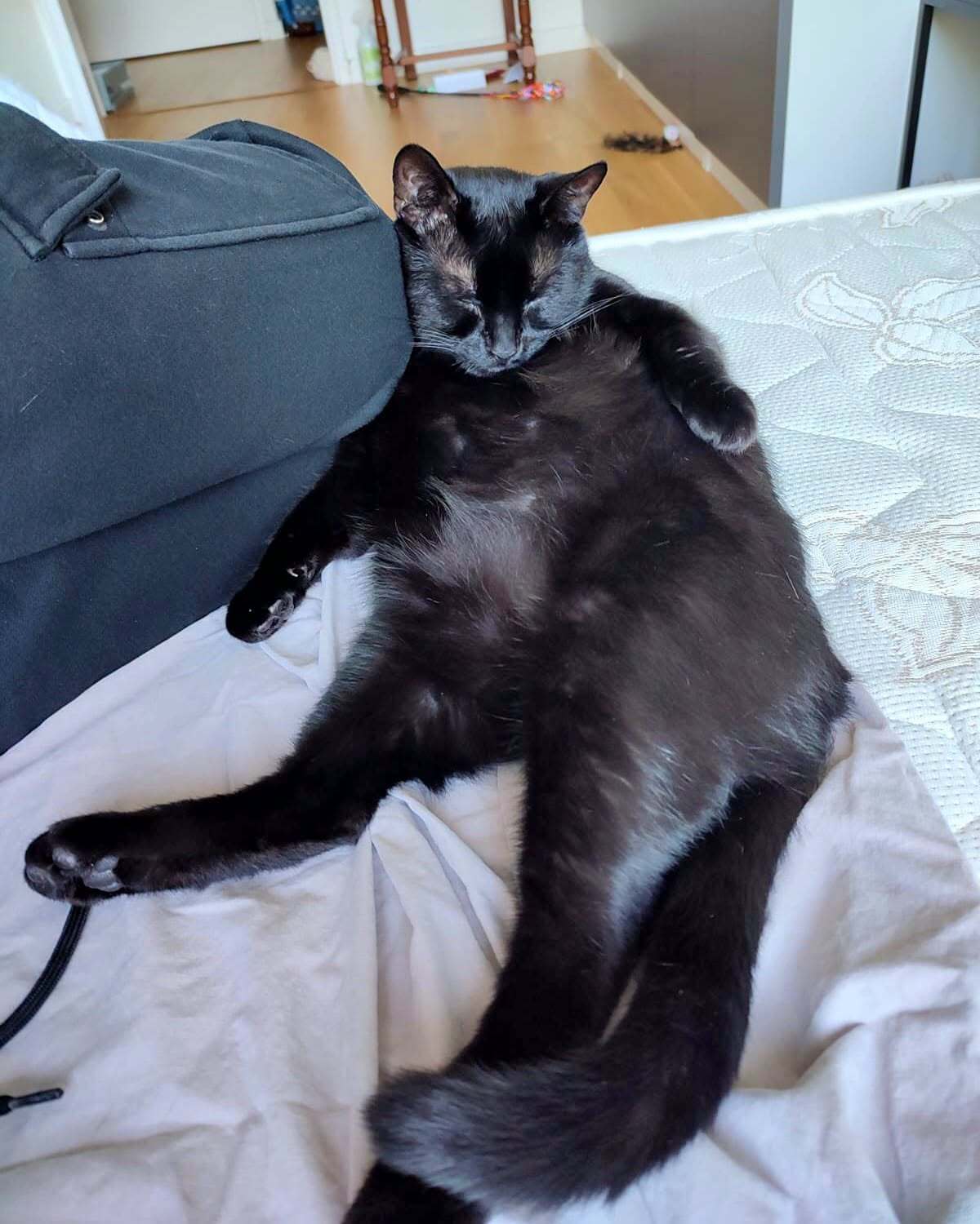 Adoption Pirate
