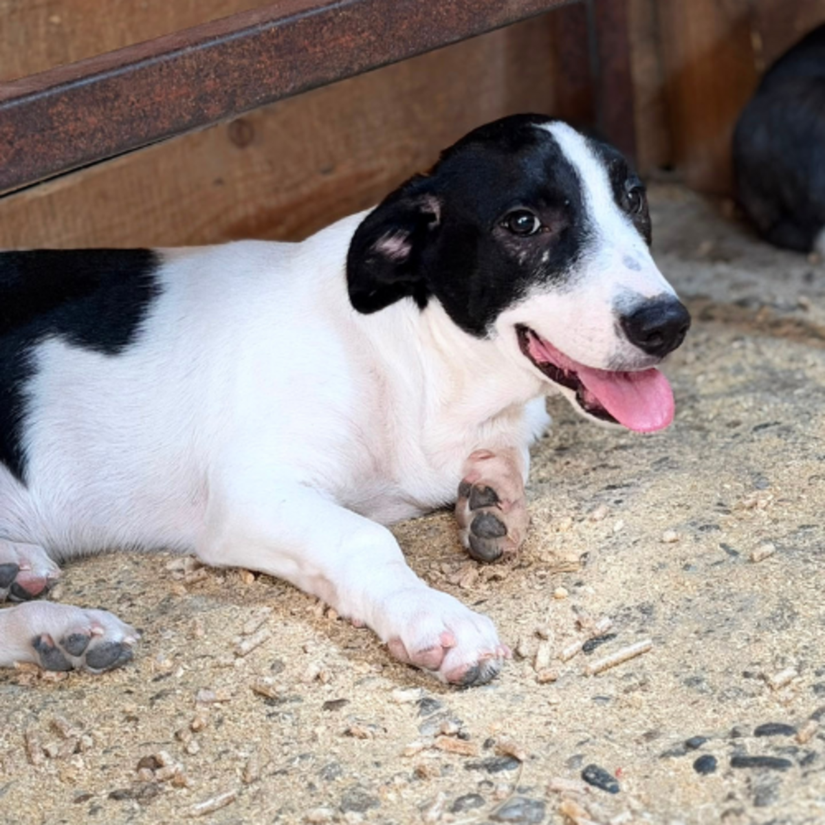 Adoption MAO