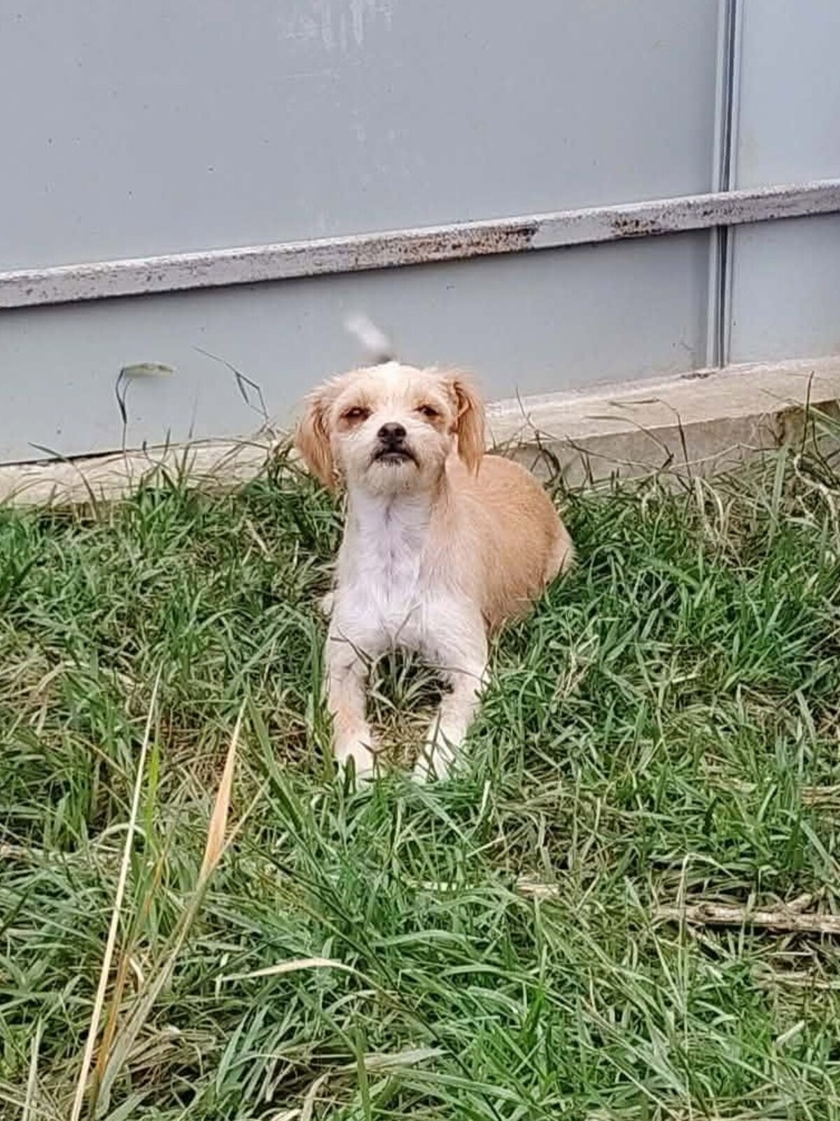 Adoption Bella
