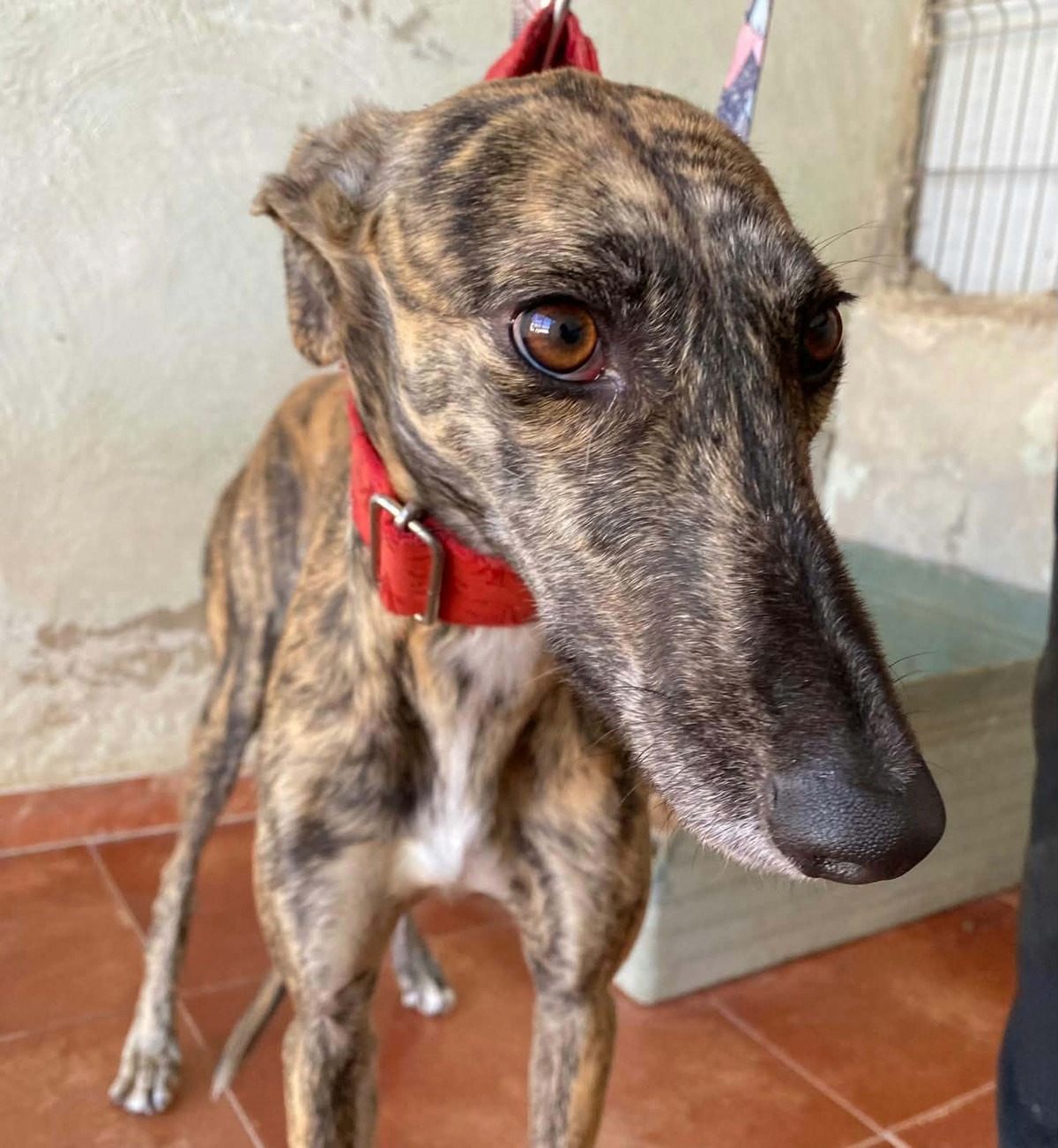 Adoption Mandarina