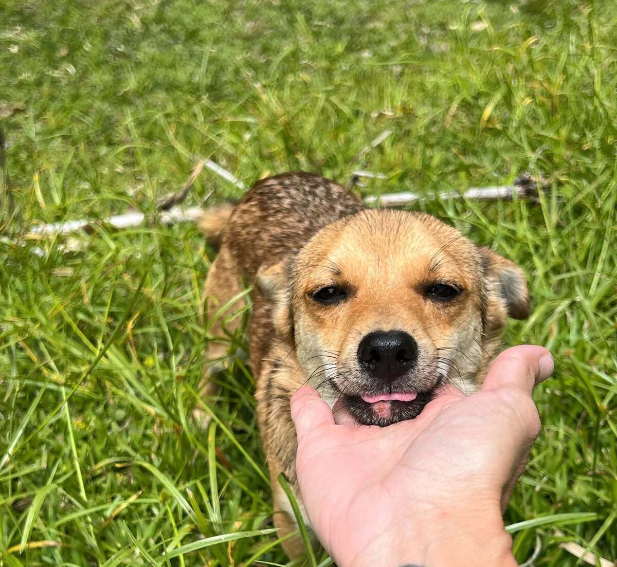 Adoption Letchis