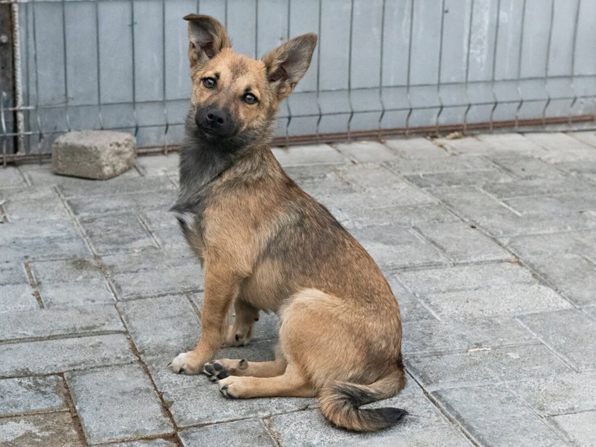 Adoption Bonnie
