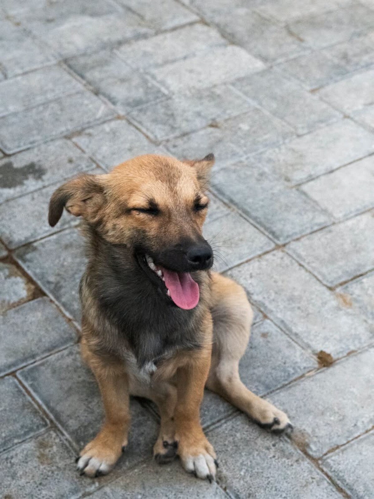 Adoption Bonnie