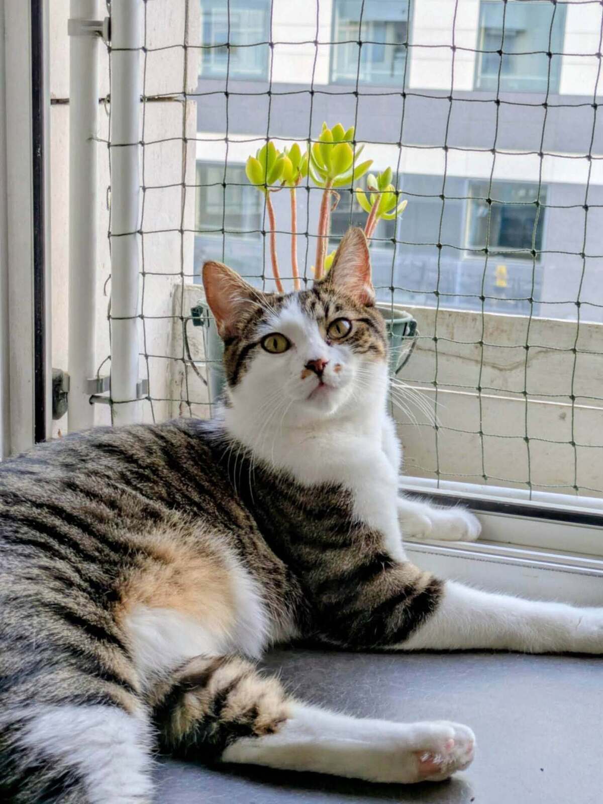 Adoption Iris et hermes