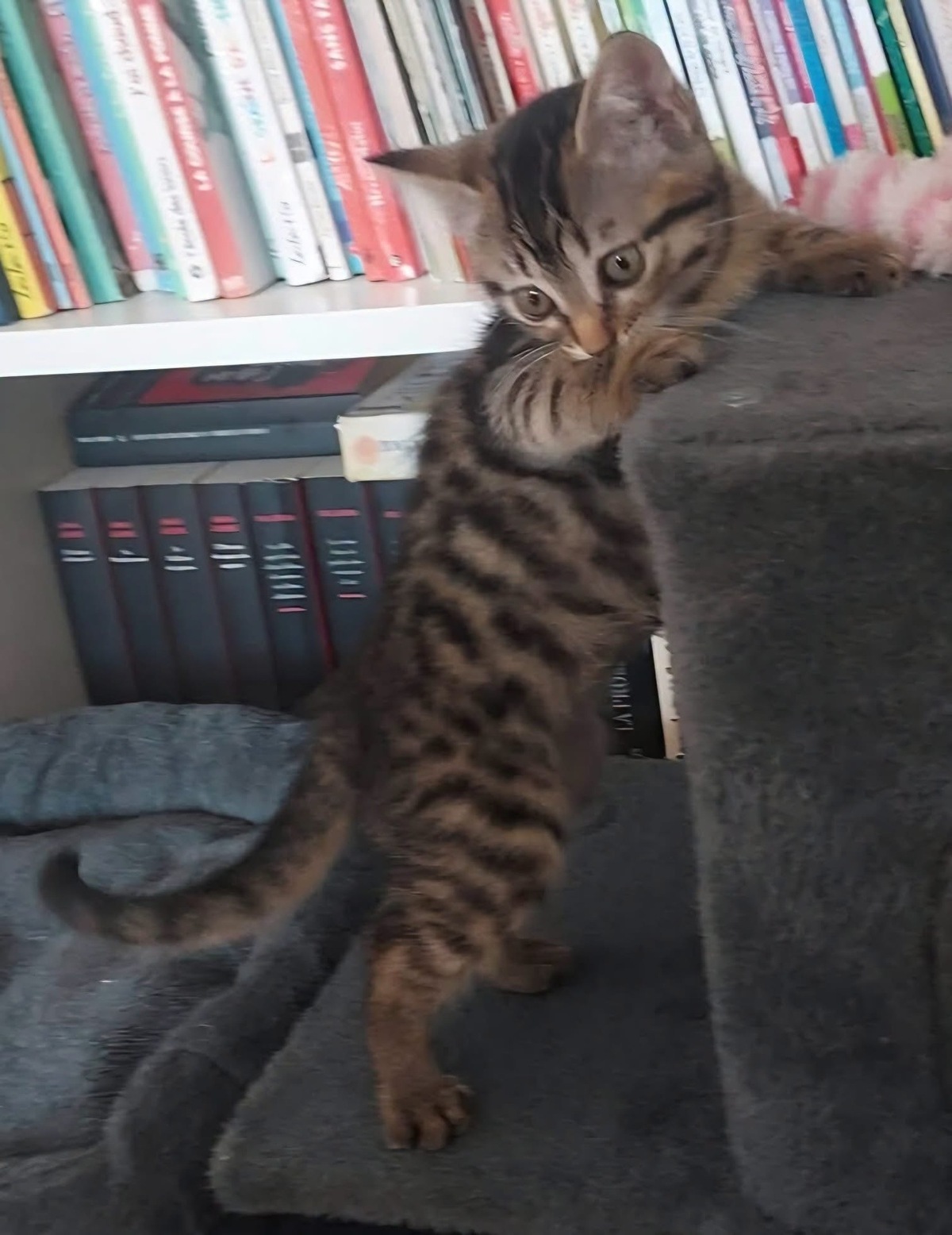 Adoption Sterenn 