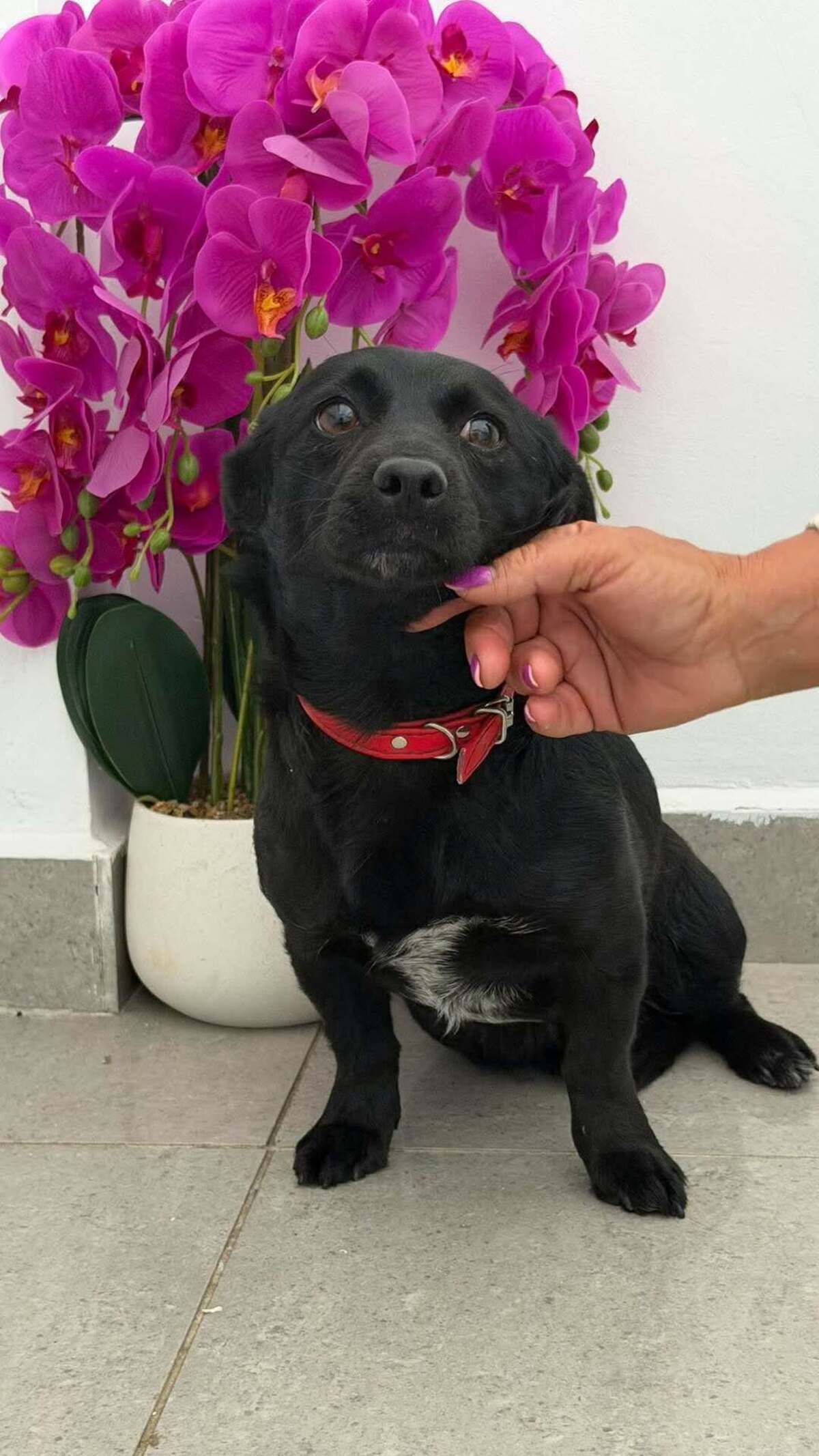 Adoption Voodoo