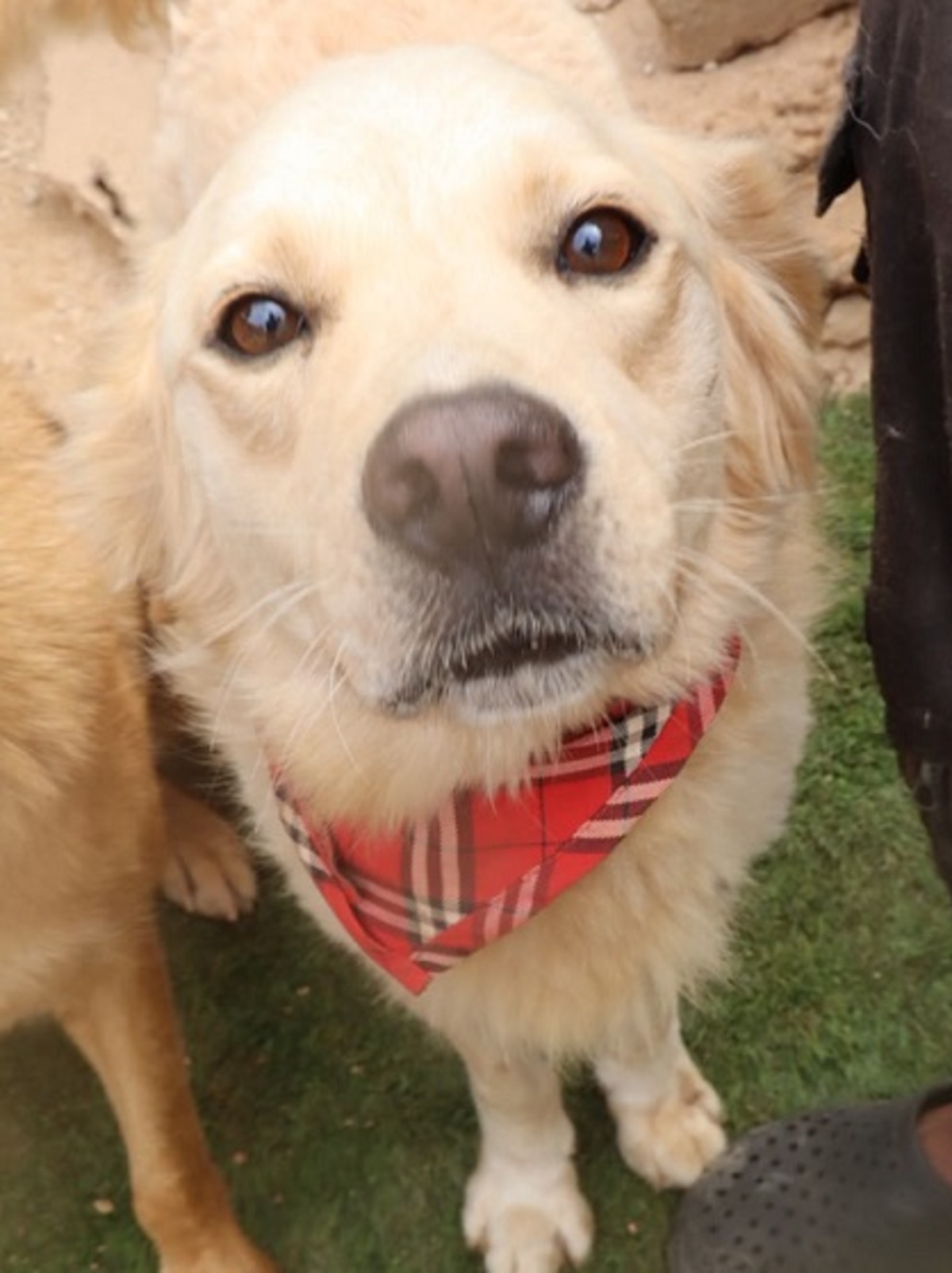 Adoption Teddy