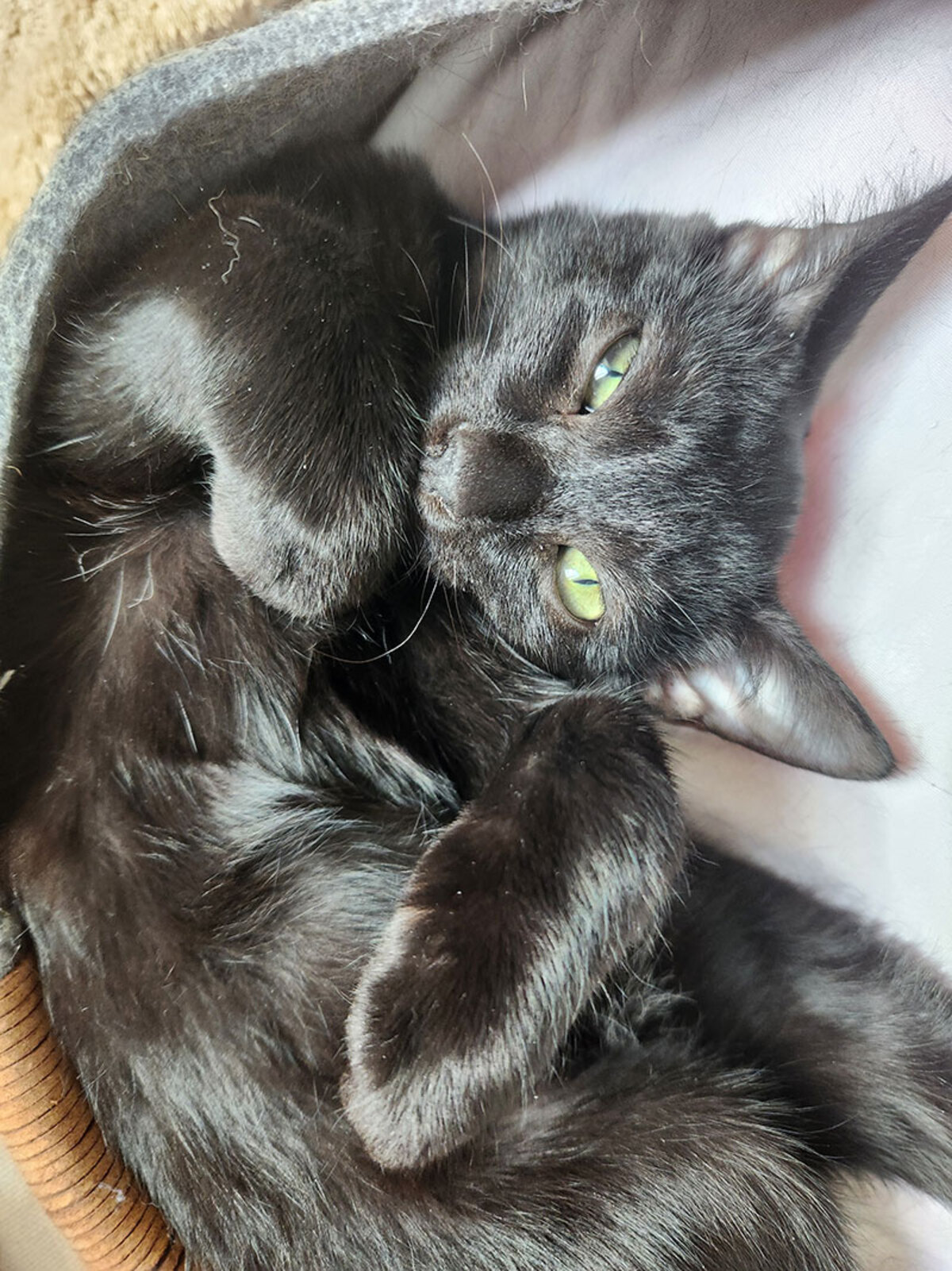 Adoption Joya