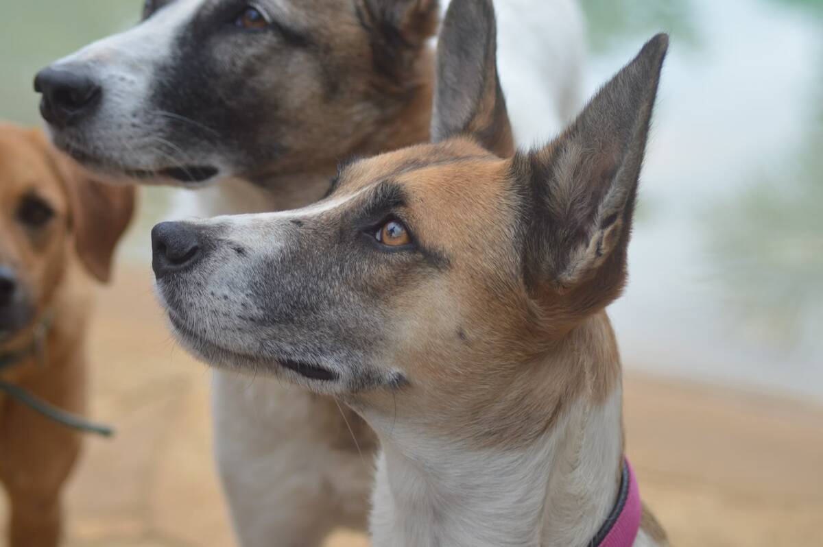 Adoption Syrah