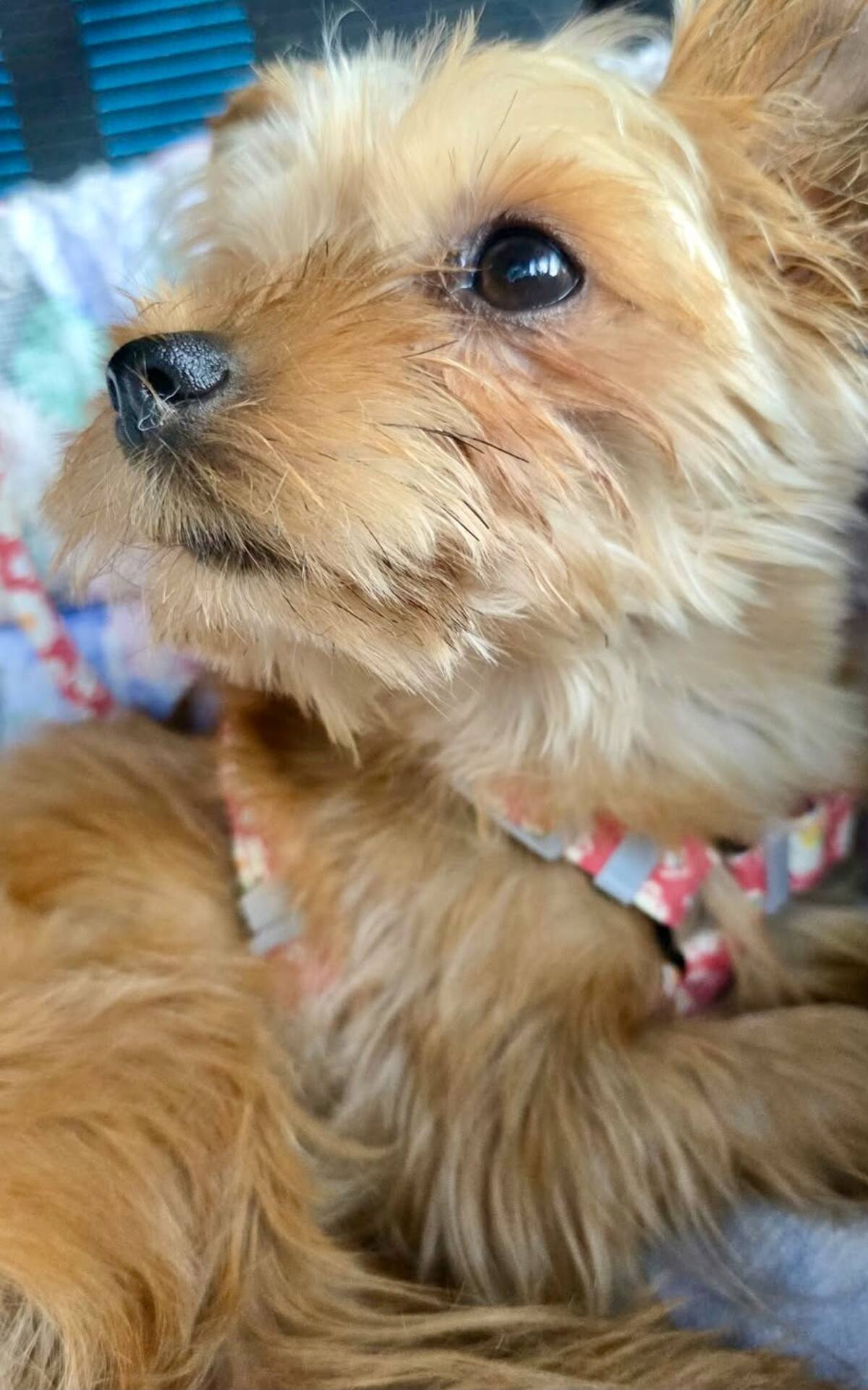 Adoption Nori