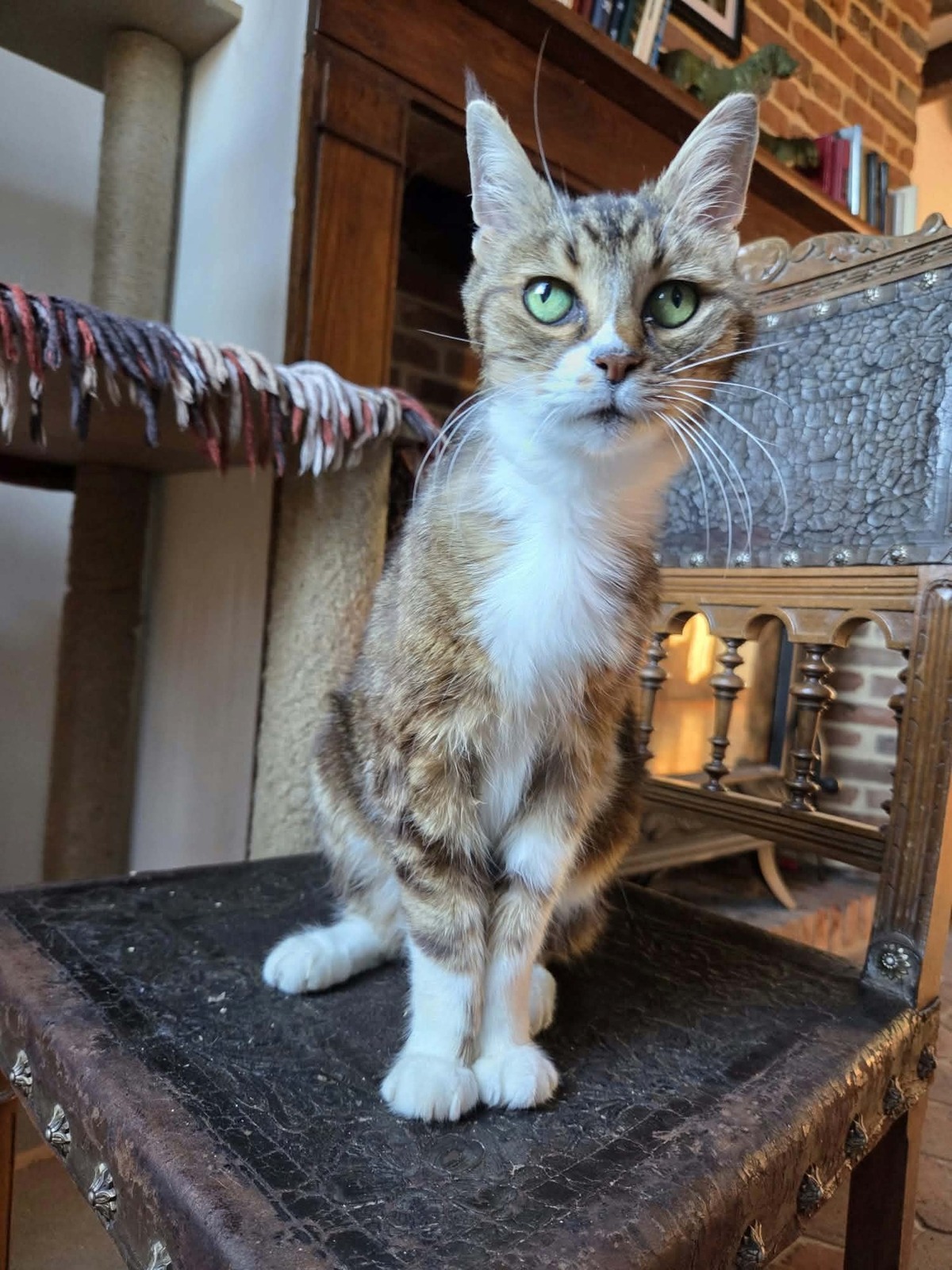 Adoption Tea