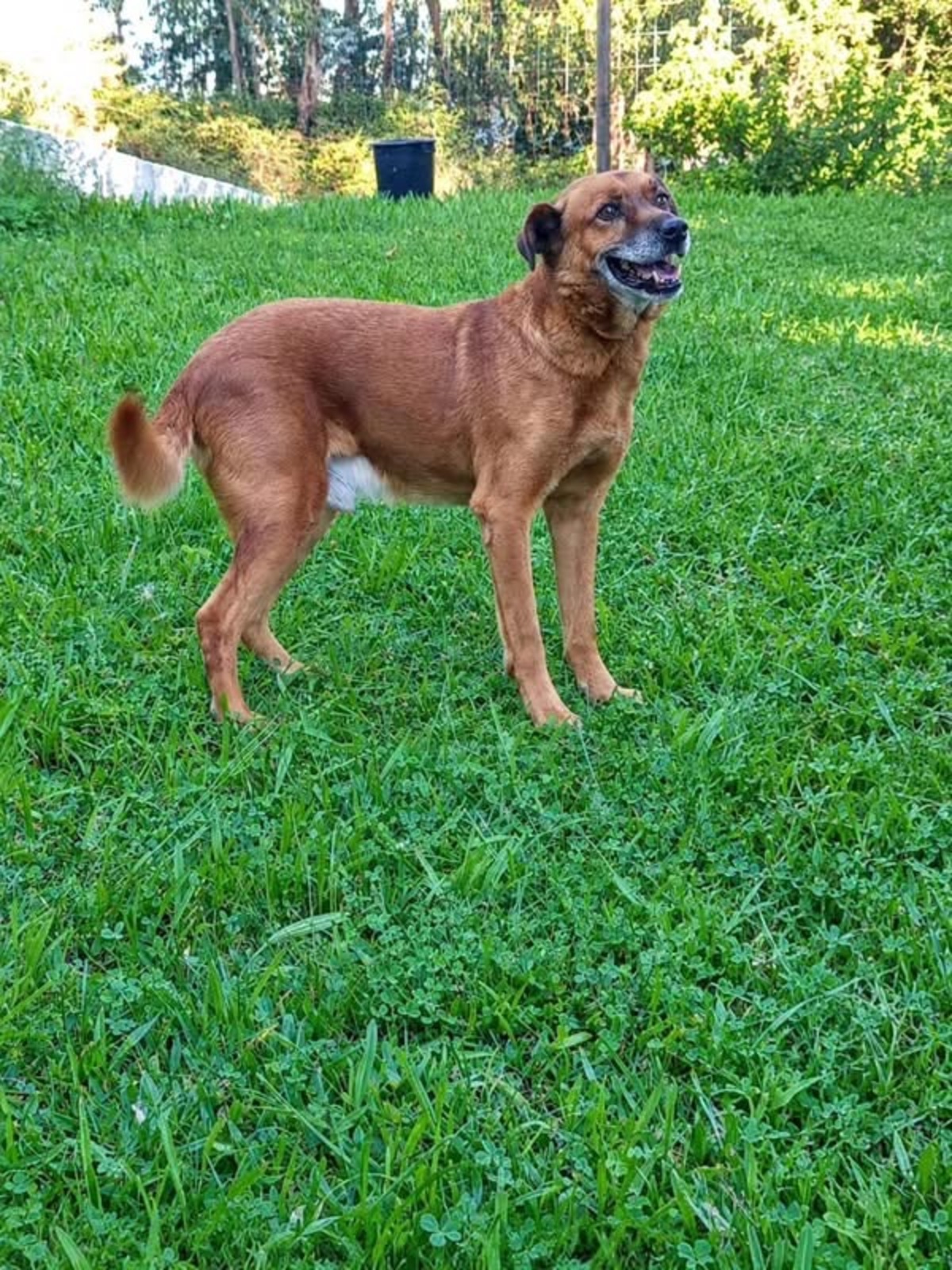 Adoption June