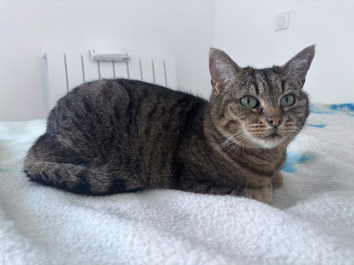 Adoption Yoda