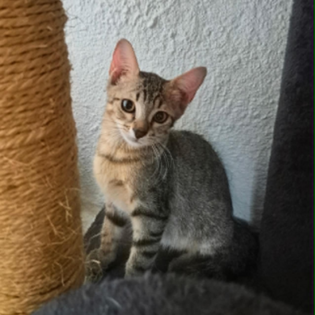 Adoption Elora