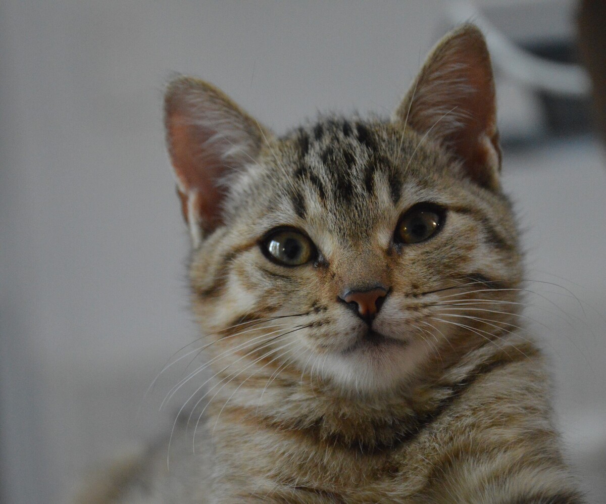 Adoption Nami