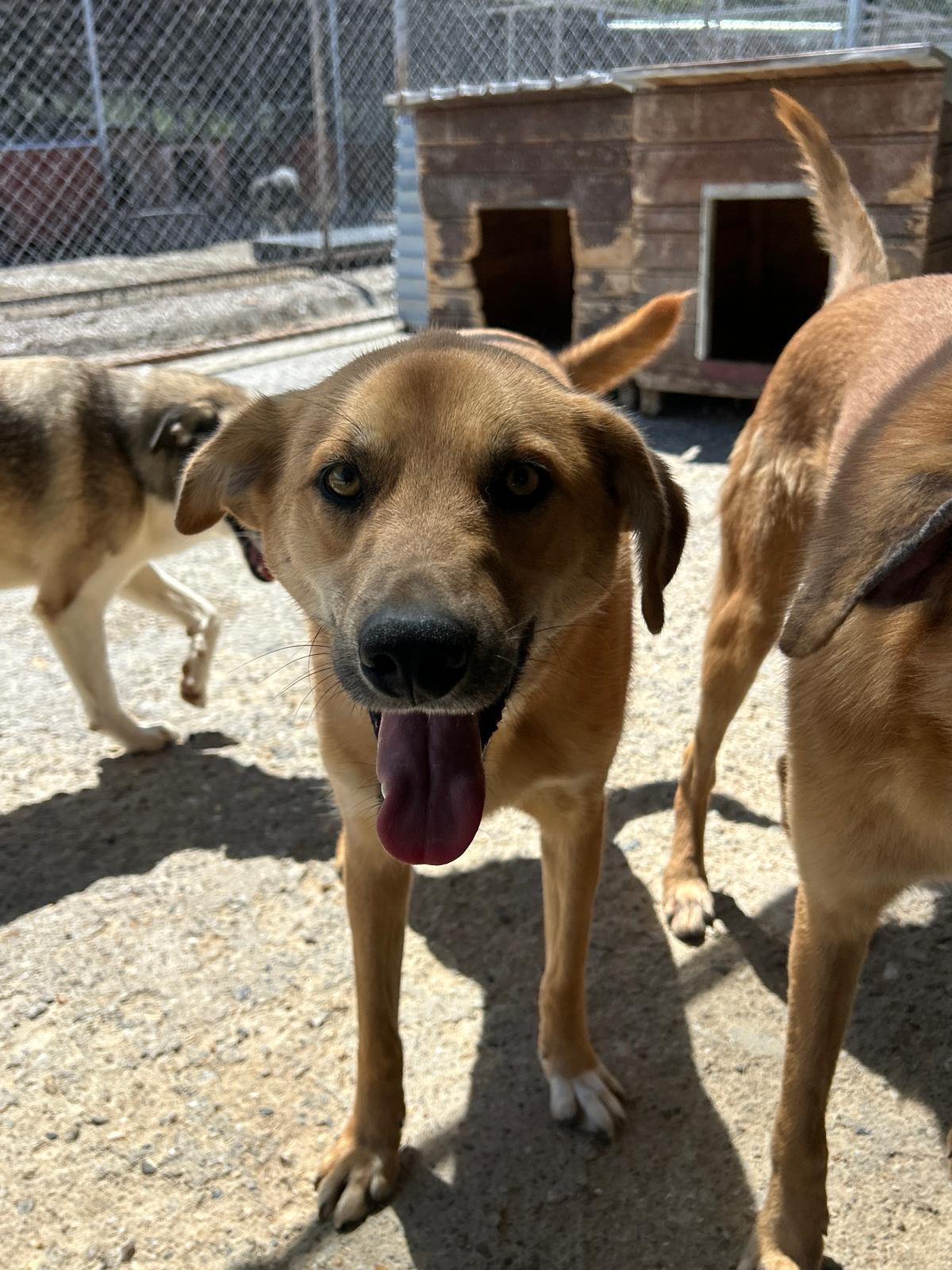Adoption Track