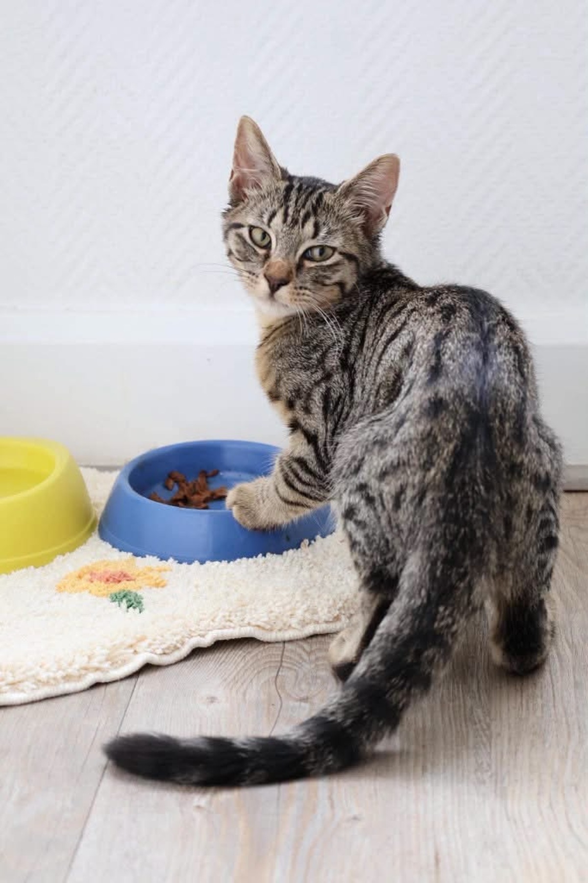 Adoption Chaska et Uqi 