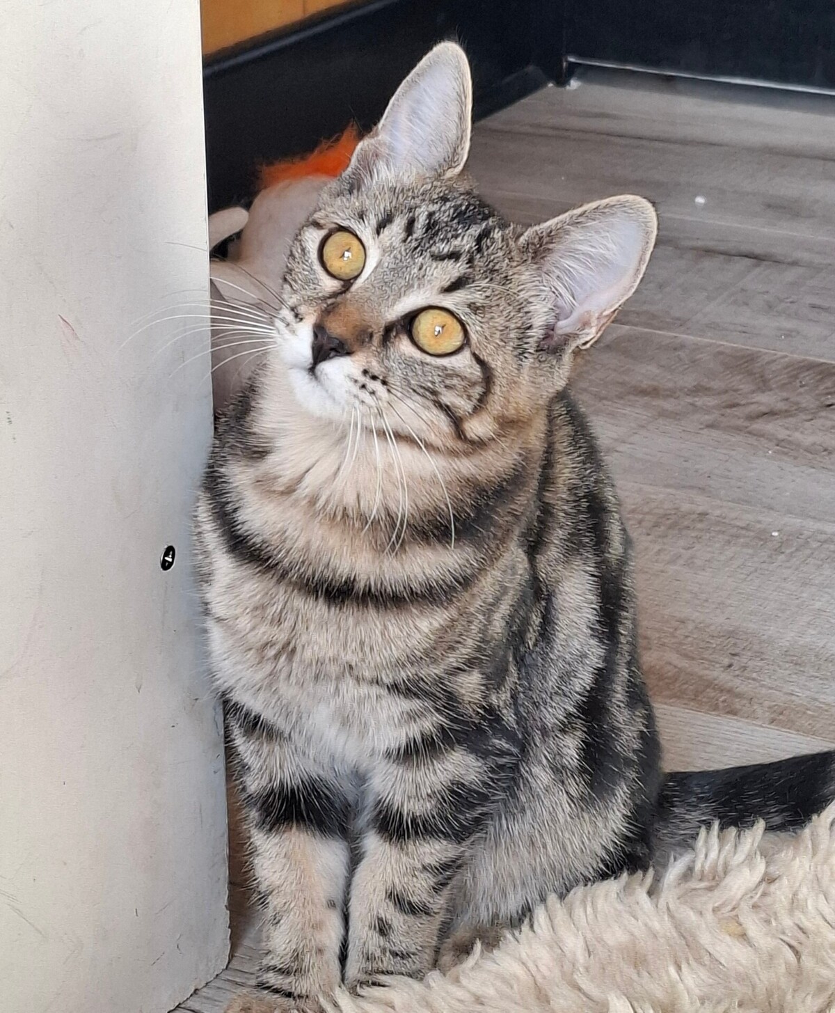Adoption Biquette
