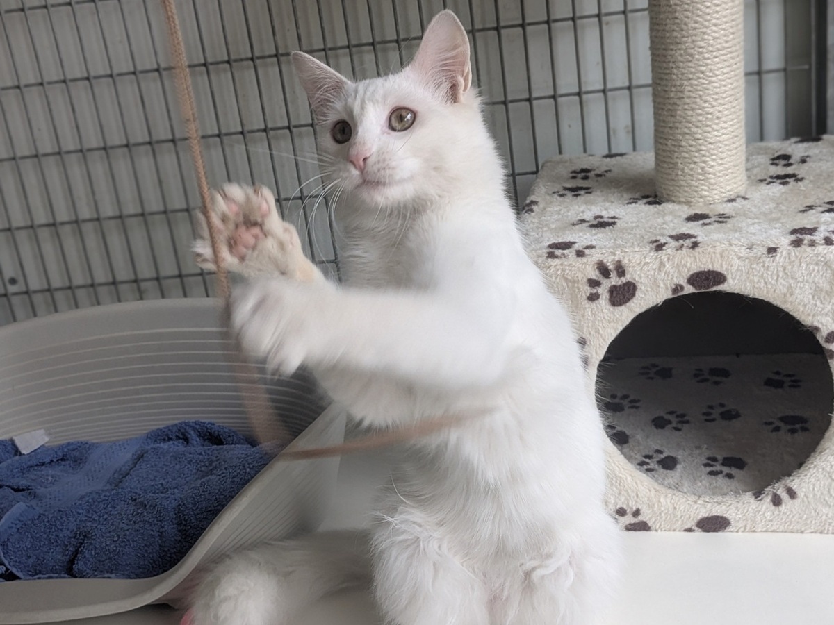 Adoption BIANCO
