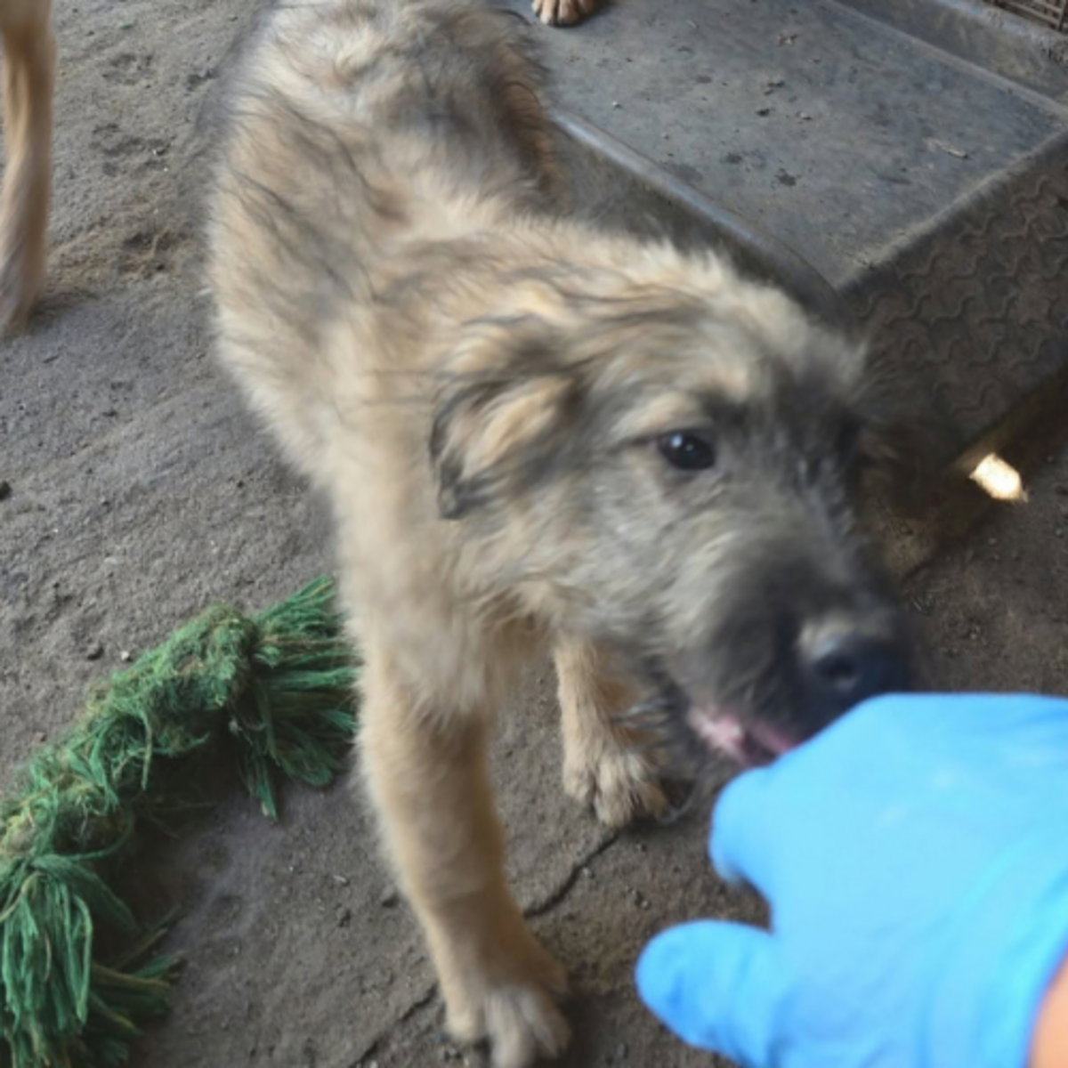 Adoption Mio