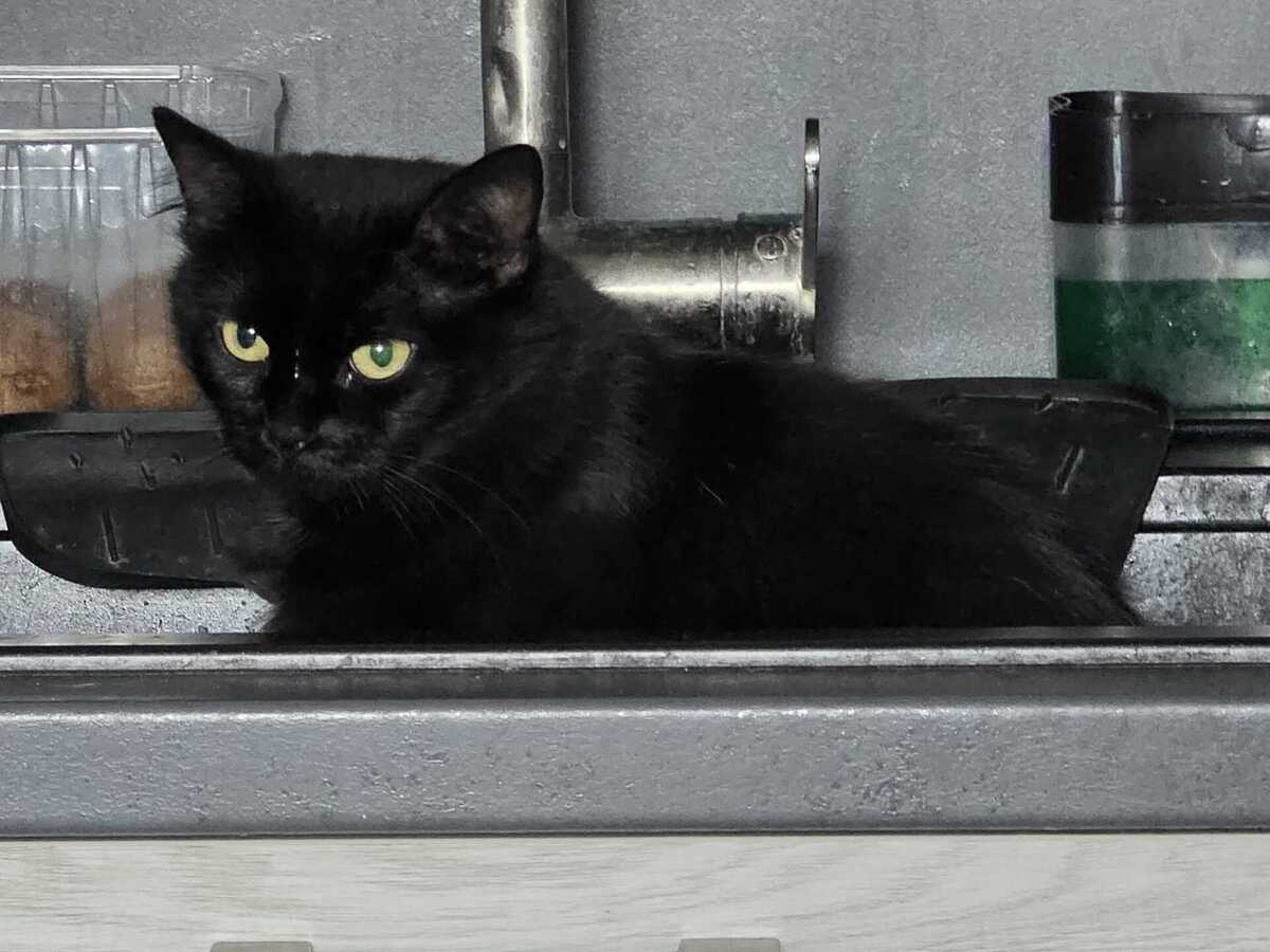 Adoption Duchesse