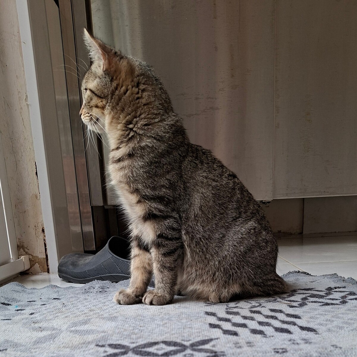 Adoption BUCEFAL