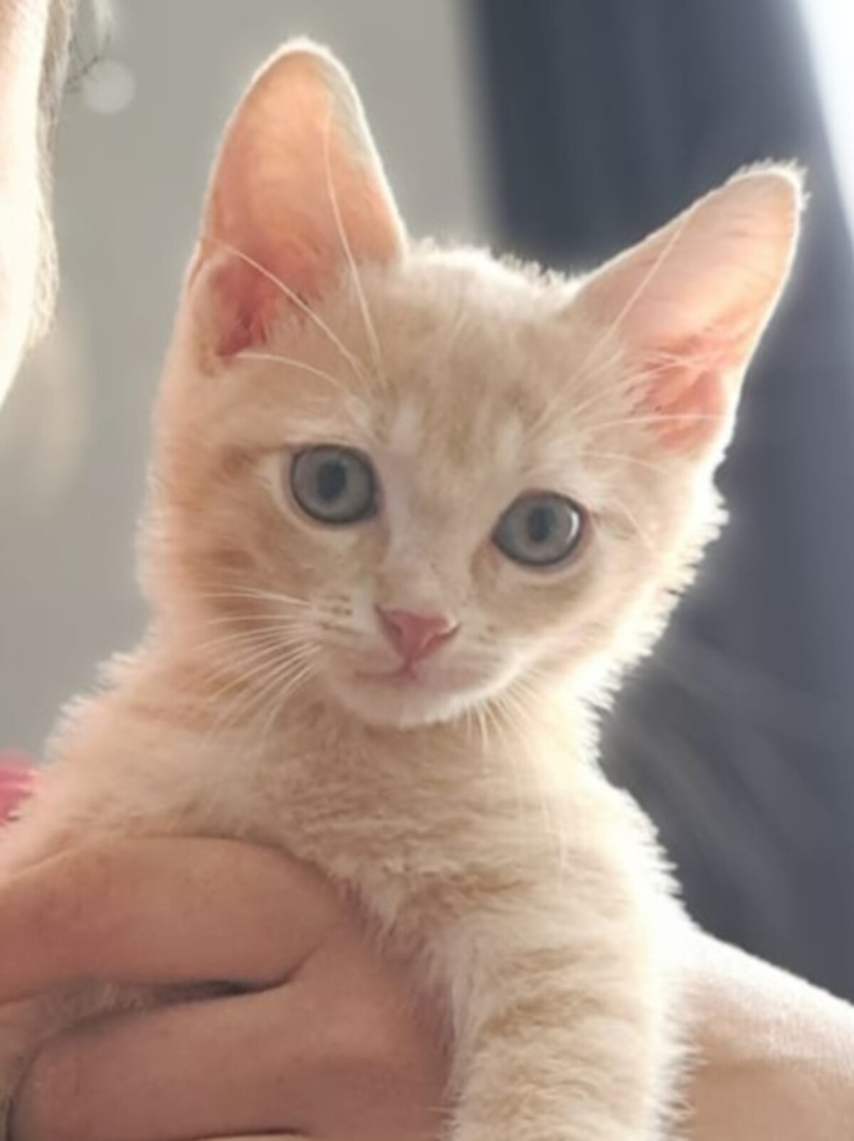 Adoption Aïko