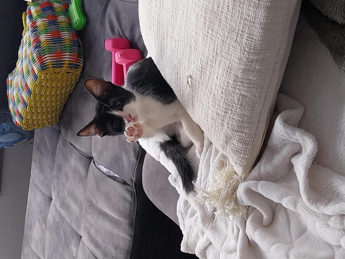 Adoption Pixel & Poky