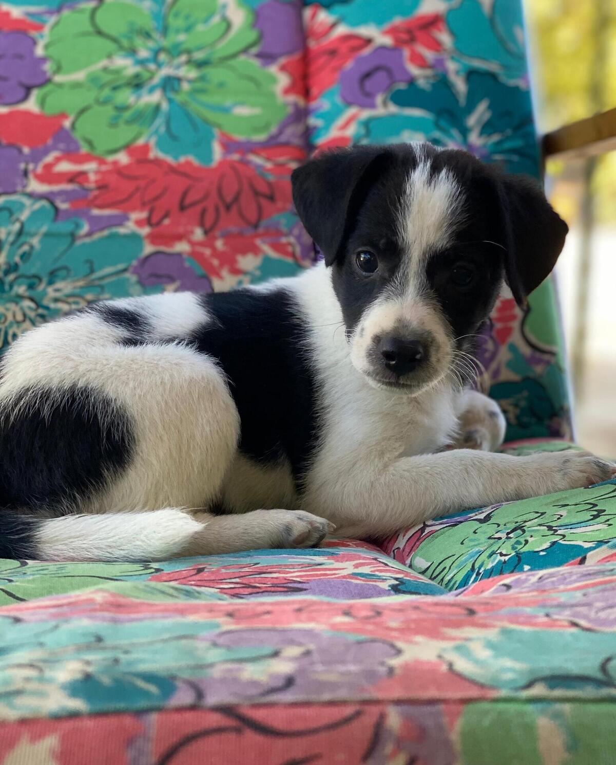 Adoption Lucke