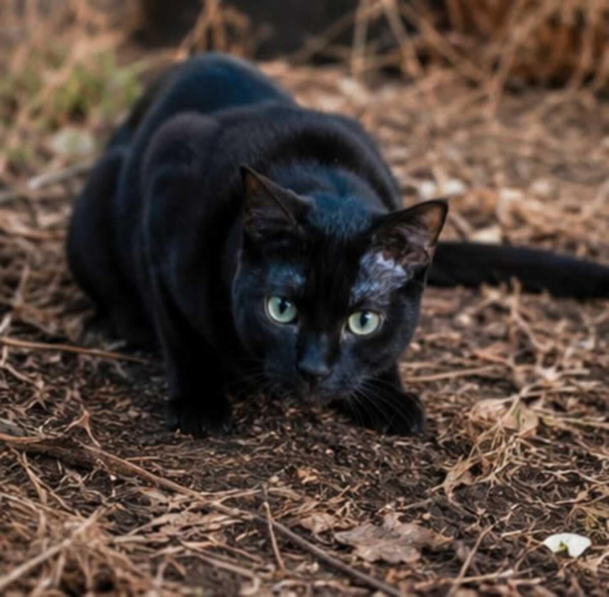 Adoption Jedï