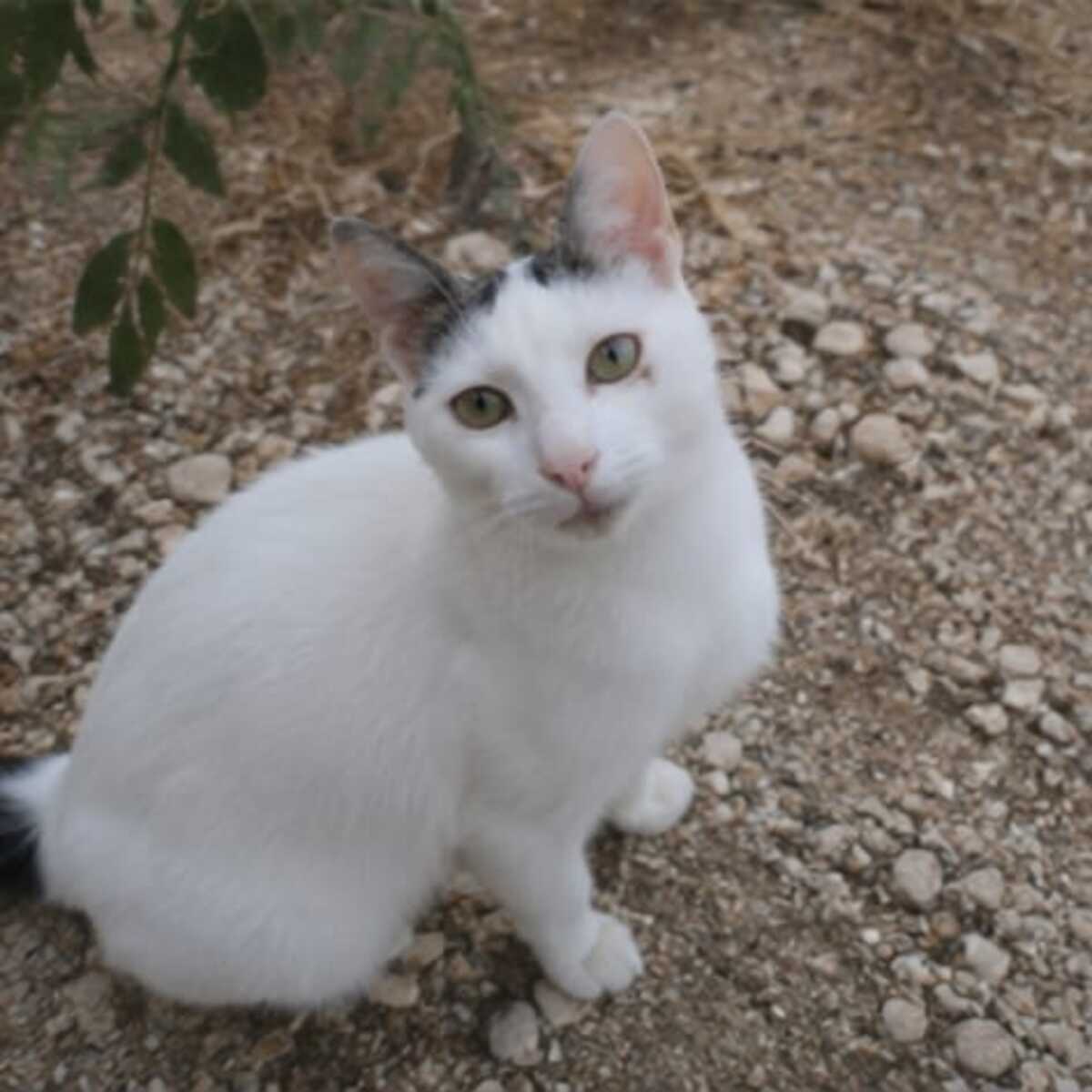 Adoption Neige