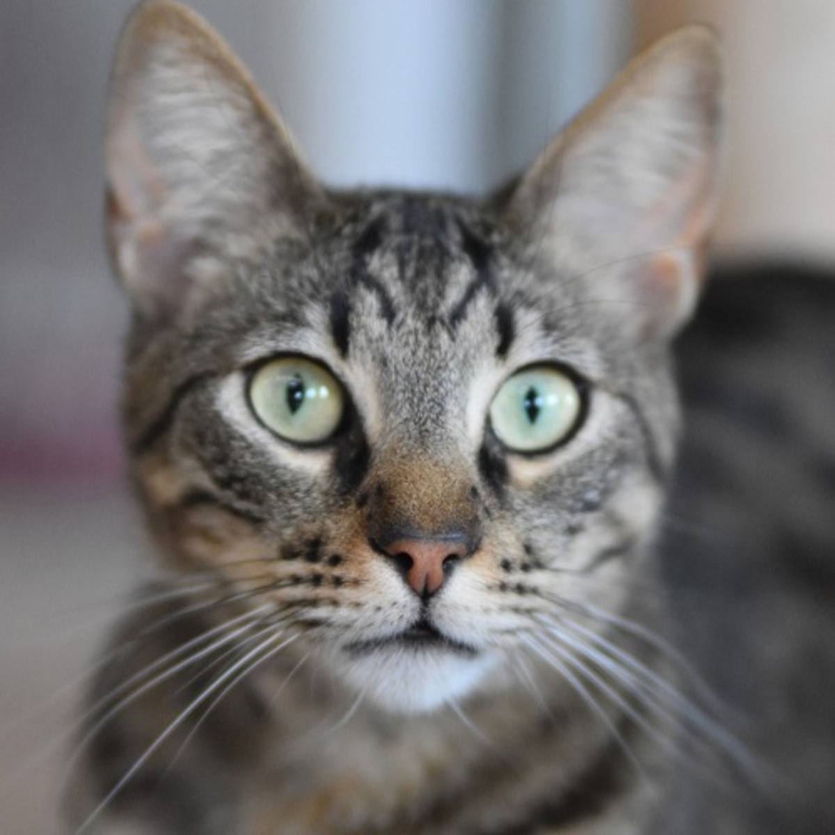 Adoption Wess