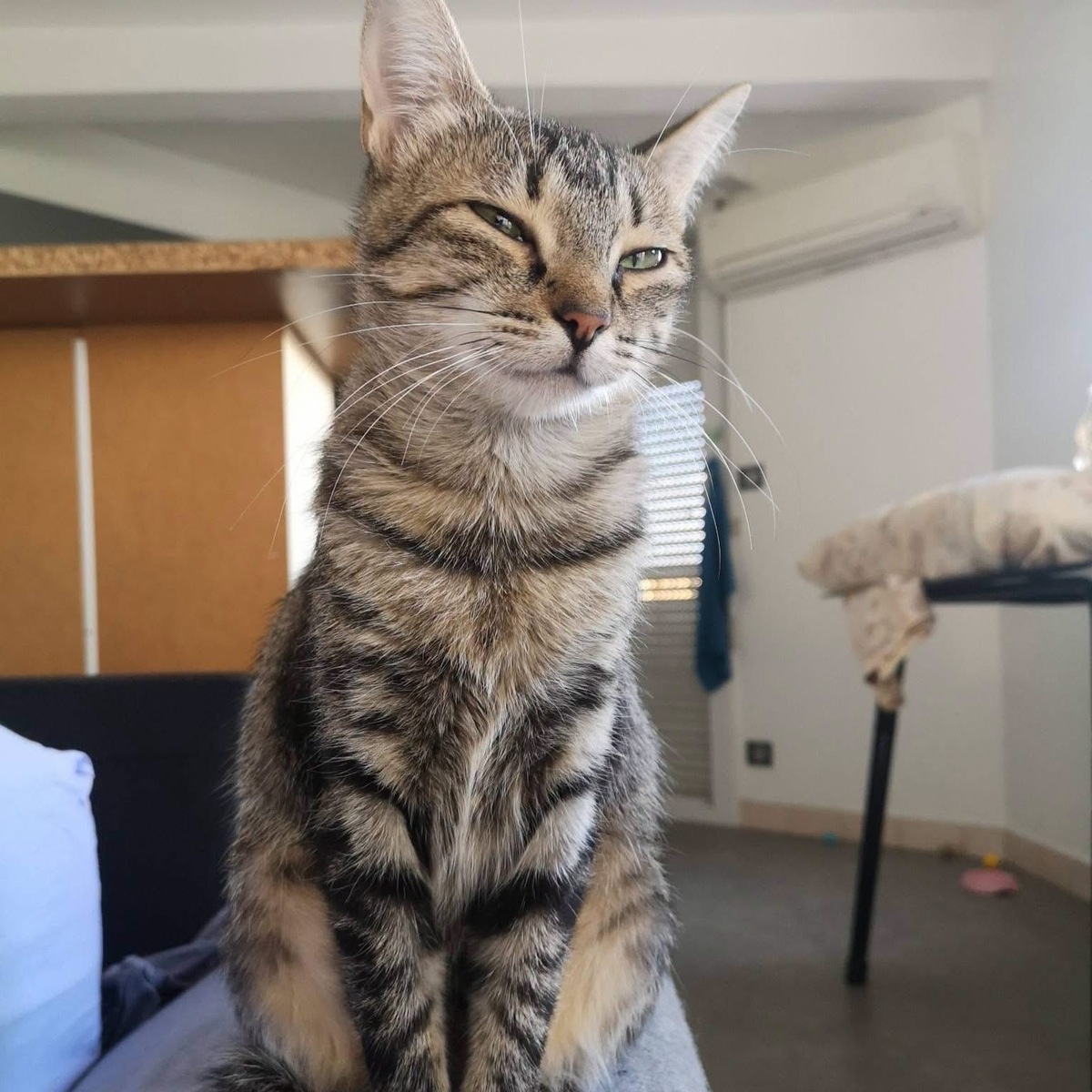 Adoption Mimie Jolie