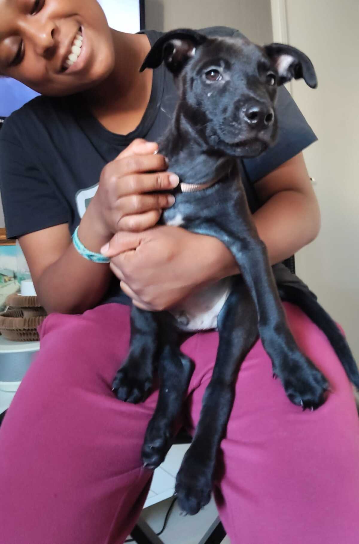 Adoption Brownie 