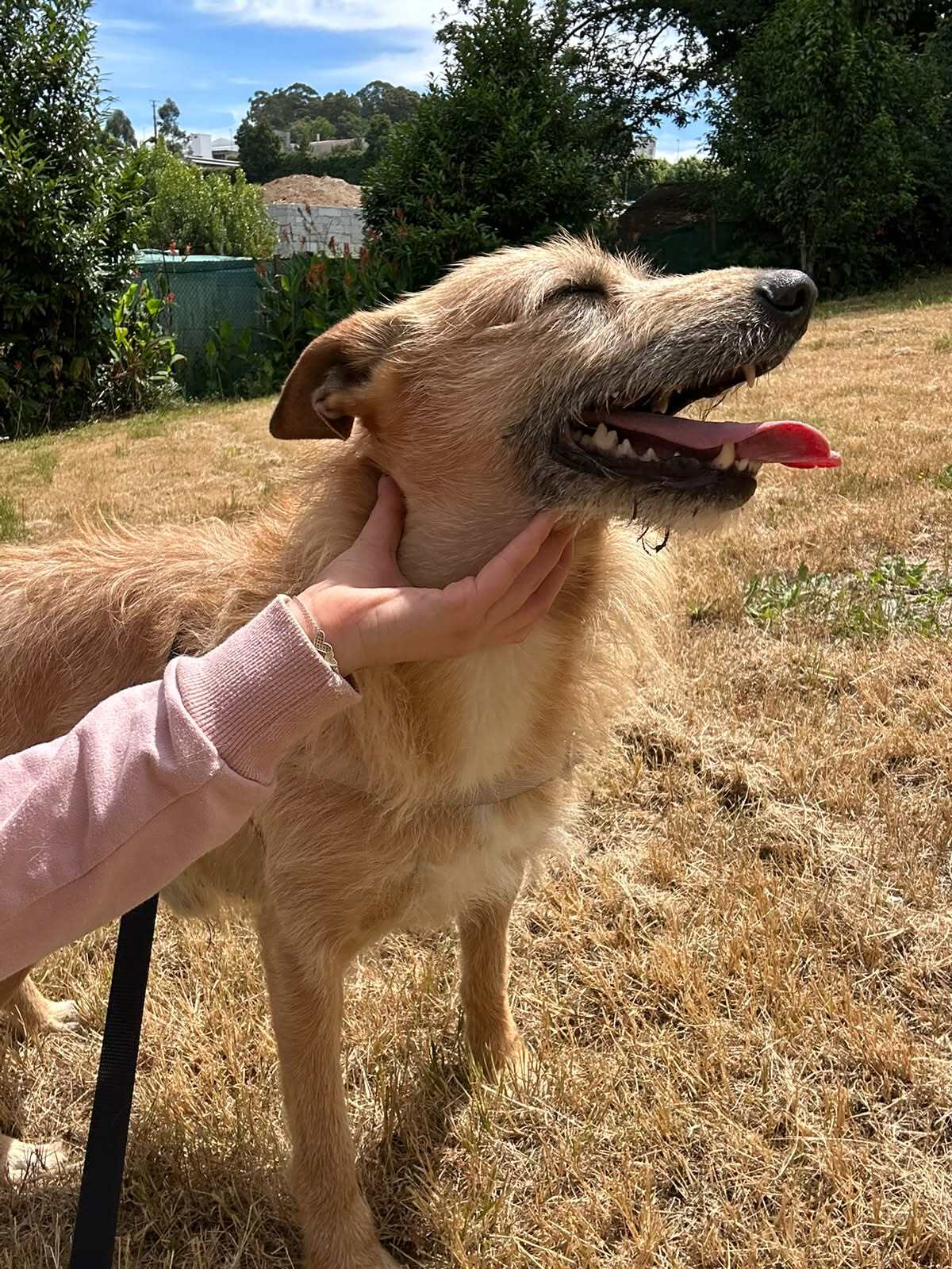 Adoption Sequinho