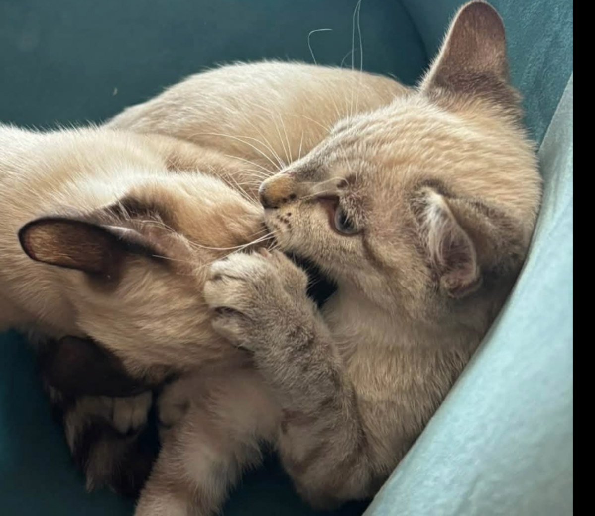 Adoption ATHENA ET AMAZONE