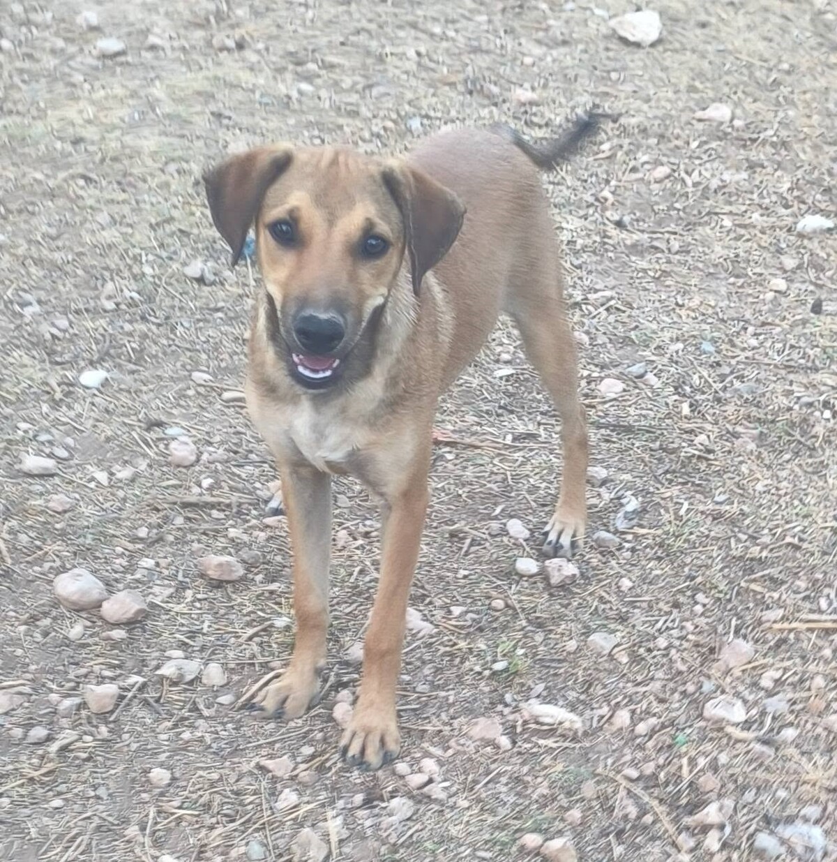 Adoption Melon